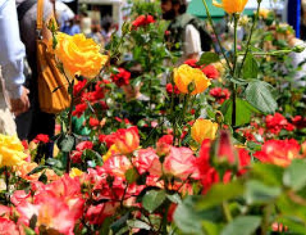 Flowers and flavors of autumn on the big channel